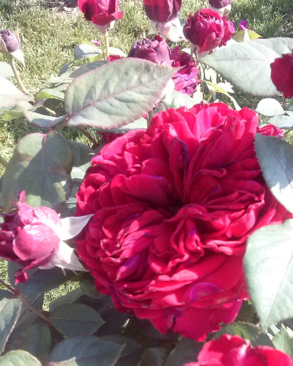 CHATEAU D"AMBOISE - gigantiski lieli ziedi, bagātīgi pārpildīti un smaržīgi.