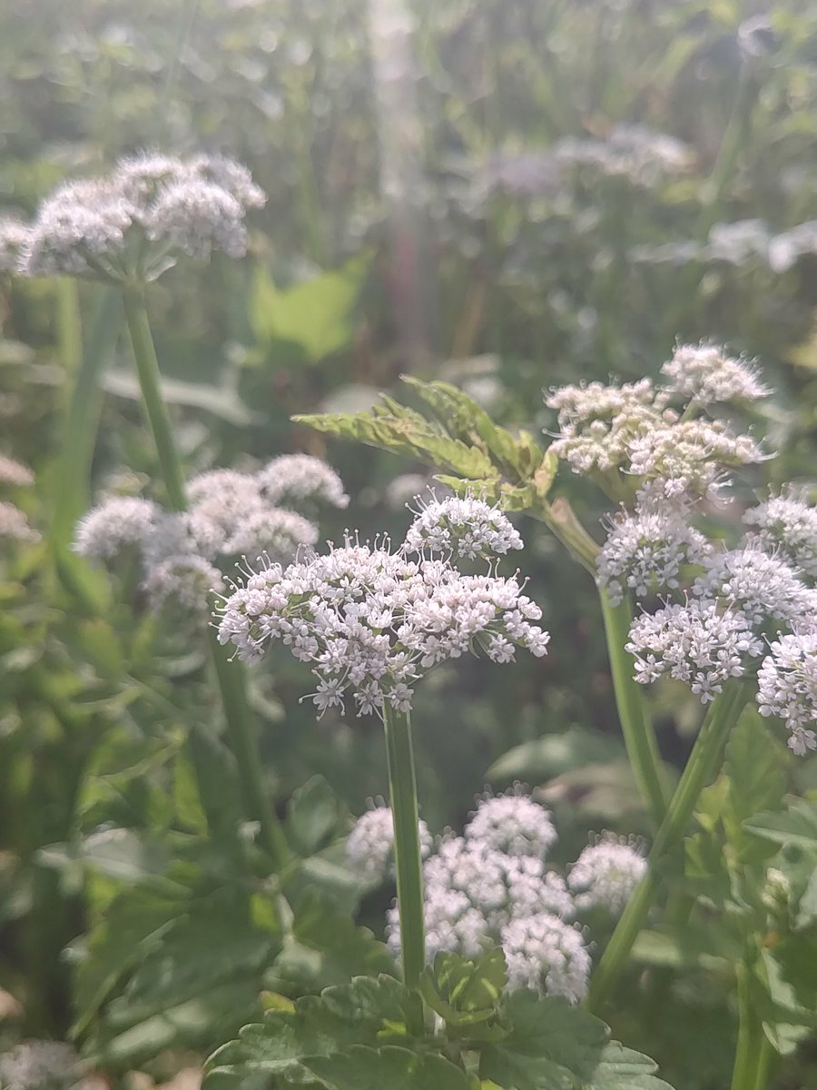 相馬せり Navi せり 芹 花言葉 清廉で高潔 貧しくても高潔 原産地 日本 別名 根白草 ネシロクサ 我が家のセリは湧き水と山の絞り水で育てています 追加ツイートに調理法掲載