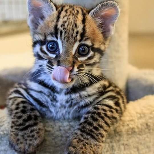 <a href="/wjy7k1/">サマー</a> @UmaSathyakam Terima kasih dan salam dari Indonesia😍😍😍