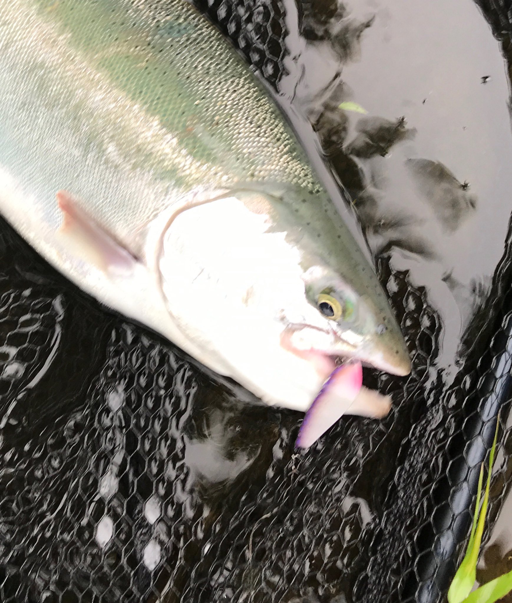 Ichijo 洞爺湖実績no 1 Rodeo Craft M T レイクス スライド系スプーンのはしり 中禅寺湖のレイク向けに開発されたルアーですが これがまた洞爺湖実績抜群です 15年のブラウン75 今季62 68レインボーもコレです Spoon Mtrakes Rodeocraft Mt Ichijo 洞爺湖実績no 1 Rodeo Craft M T レイクス スライド系スプーンのはしり 中禅寺湖のレイク向けに開発されたルアーですが これがまた洞爺湖実績抜群です 15年のブラウン75 今季62 68レインボーもコレです Spoon Mtrakes Rodeocraft Mt