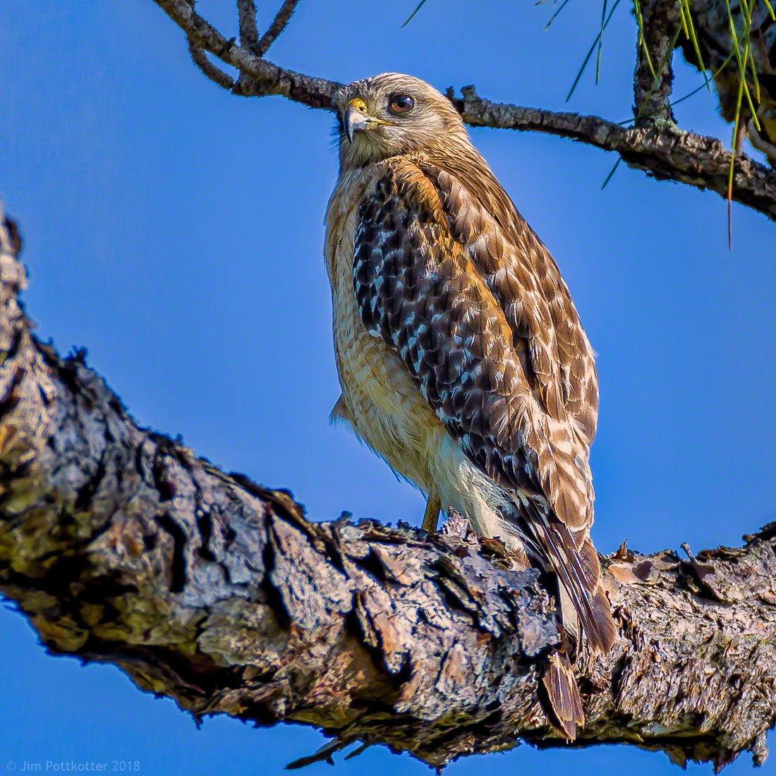 HappyPixr's tweet photo. I don't ordinarily follow #birds as it sometimes stresses them and it always stresses me. However, I walked about 1/4 mile and waded into waist-high weeds to get close to this Florida Red-shouldered Hawk. He wasn't bothered, but I was itching for hours. #raptor #nature #wildlife https://t.co/IAJ8GzT8eB