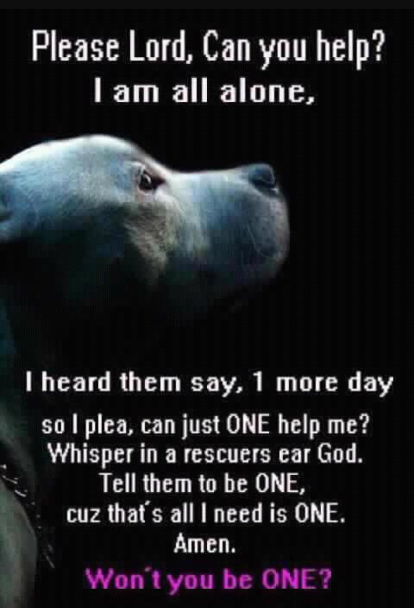 Moishe’s Wednesday Wish: that everyone who can have a pup or cat adopts one at a shelter today. 👇🏻👇🏻#Adopt #Foster. #Donate #Volunteer #SupportAnimalRescue #DogsofTwitter #SaveALife #RescueWorks #SupportPetTransporters #HugYourFurbabyToday  🙏🐾🐾👇🏻