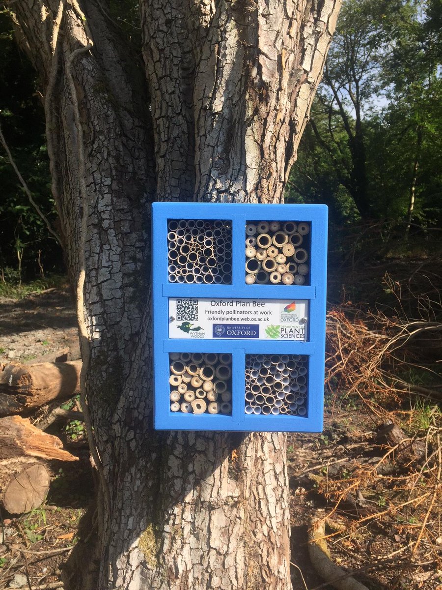 scienceoxford's tweet photo. We are now really buzzing at #stansfeldpark thanks to the super newπ hotel from @OxfordPlanBee - safely fastened to a big tree near to our ponds. #beesneedwater! Find out more at https://t.co/Em5w6levp5 https://t.co/6qfbIyn1Xz