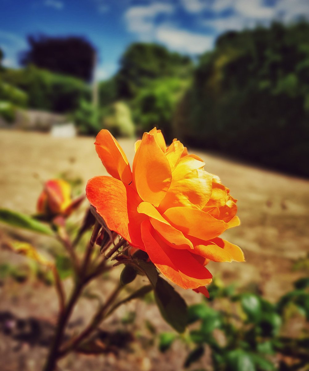 This rose is a thing of glory. The lawn...not so much.
#flaars 
#rose
#englishgardens