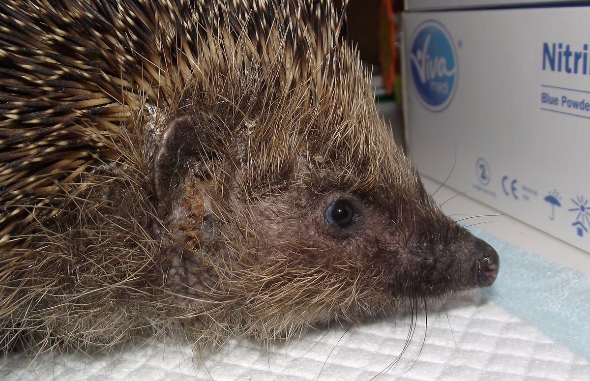 hedgehog wound care