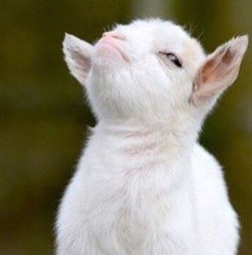 Chanyeol227's tweet photo. @LAY_zhang_ I see no difference
maybe you really are a sheep undercover? https://t.co/Q2cuSnuUiT