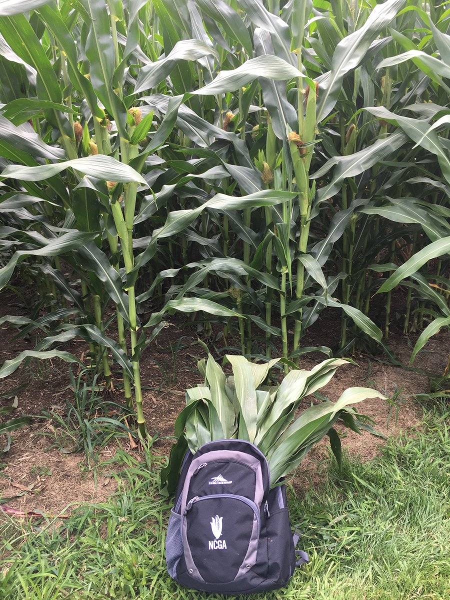 JohnALinder's tweet photo. So why do farmers walk into the corn fields? Not just for the view. Nor for the aromatherapy! We practice the science behind production economics. A collection of leaves for tissue analysis that are destined for the lab, they will tell the story of nutrient utilization efficiency https://t.co/i2392DifPc