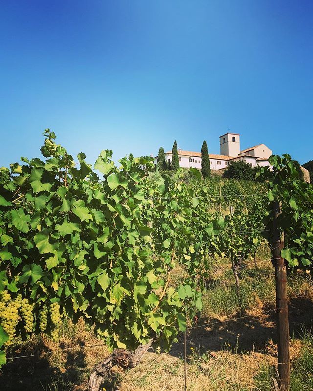 Historical vineyards of the Abbey of Rosazzo #harvest2018