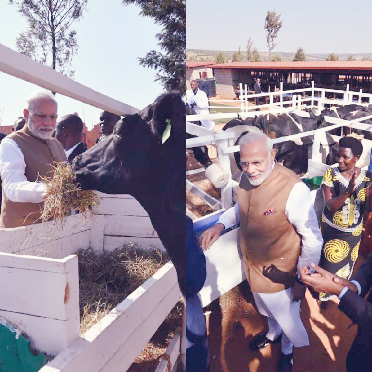MadanTanwar_Nuh's tweet photo. #रवांडा देश को खुश करने के लिए मोदी जी
को गौ माताओं का लेना पडा सहारा : मदन तंवर
#गाय हमारे सनातन धर्म में ब्राह्मण को दान में देते हैं लेकिन #मोदी जी ने गौ माता बोलकर 200 माताओं को ही ऐसे देश को दान कर दिया जहॉ गौ मांस खाया जाता है।#ModiInRwanda https://t.co/Dv2Lo7hcWk