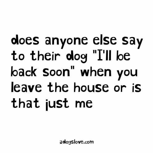 pawverse's tweet photo. So relatable🐾 #dogowners #animallovers #quote https://t.co/ESzxb3iJo2