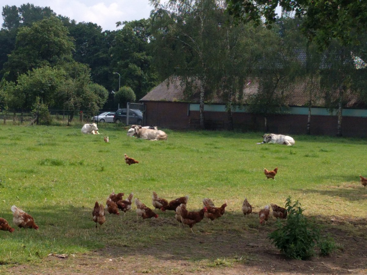 De Blije Kippen van boer Wouter zijn op bezoek bij de koeien in de wei! Lekker in de schaduw met dit warme weer :)