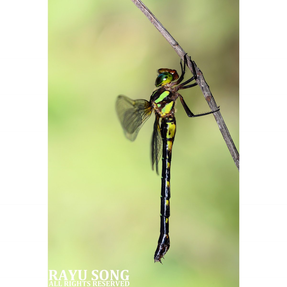 湖北行 · 六。
蝴蝶裂唇蜓Chlorogomphus papilio / 铃木裂唇蜓C. suzukii / 赵氏佩蜓Periaeschna chaoi。
#naturephotography #macrophotography #macro #odonata #dragonfly