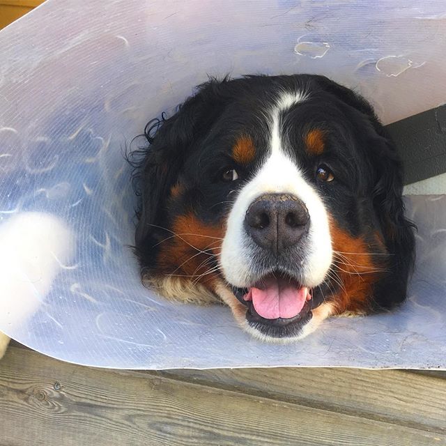 narabernese's tweet photo. Another hot day! Make sure you stay in a cool spot!
Btw, the cone is still on because everytime it goes off we start to lick and bite our legs where the infusion went - furr is still growing in those spots!
#hotday #stayfresh #conedog #staycool #wednes… https://t.co/77eNCDcxnI https://t.co/WN1PcHNXh5