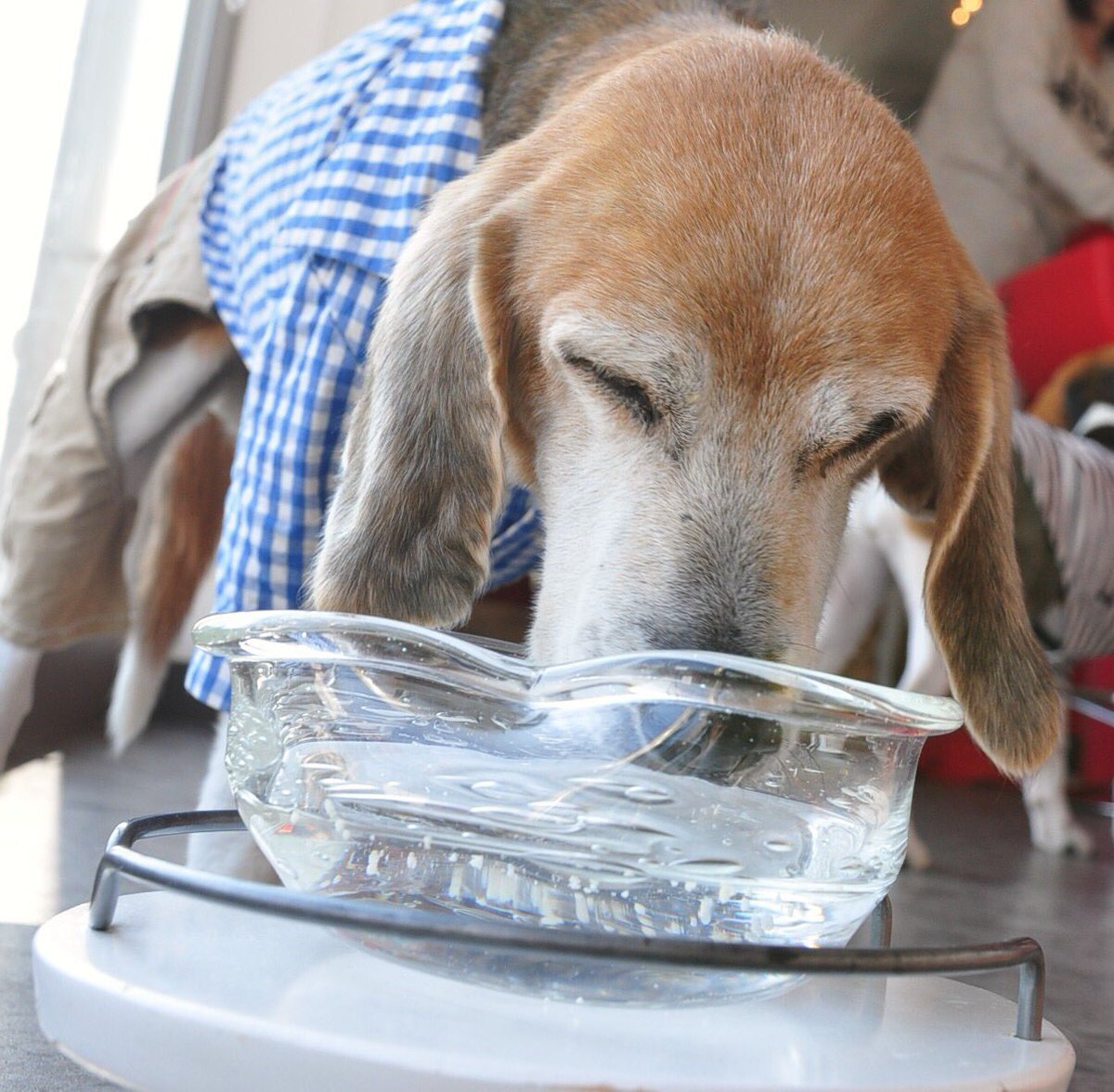 友重さえ子 On Twitter 入れたての新鮮な浄水器の水なら美味しそうに飲むのよねー 犬も熱中症 気をつけないと シニア犬は特に シニア犬17歳 高齢犬 老犬 ビーグル 犬かわいい 水分摂取 熱中症 犬は家族 手作りごはん