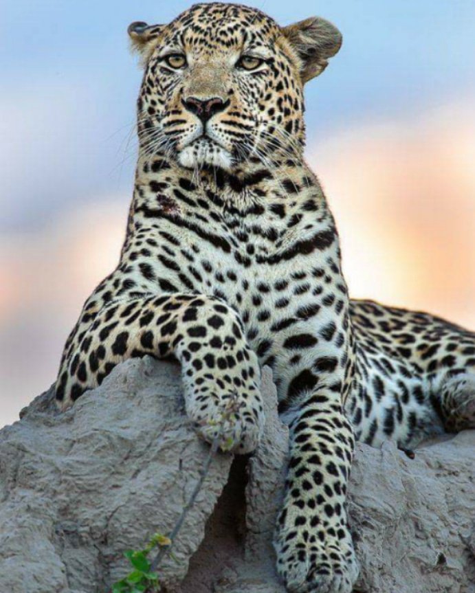 abbas_mvungi's tweet photo. Thank you friends for all your amazingly generous donation to Our Anti Poaching program. We have raised $540 so far, Please help us reach $600 today. Go to https://t.co/s7PT5FZ6Jv. Together we can do this!! #ExtinctionIsForever #help #fortheanimals. https://t.co/oBDoTsJR7K