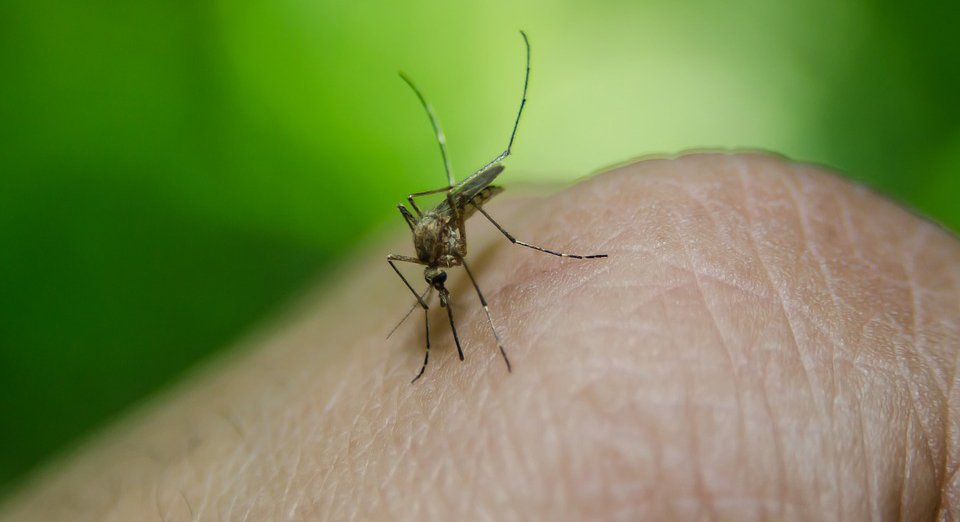 ScelgoBio's tweet image. I rimedi naturali contro le #zanzare!  ---&amp;gt; mailchi.mp/223dbeaf9fdf/i…