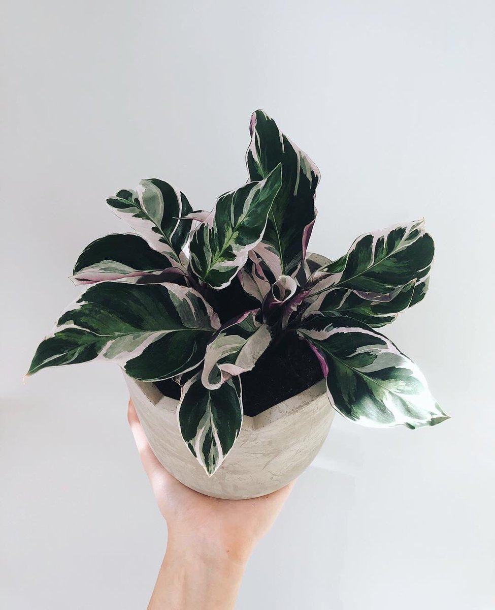 Did you know that most of the common house #plants come from the tropics? 🌿 So get yourself a leafy green buddy, crack open a pot of J'Maker pâte and you'll be feeling like you're in the #Caribbean in no time! 🌴⠀
📸 @littleandlush