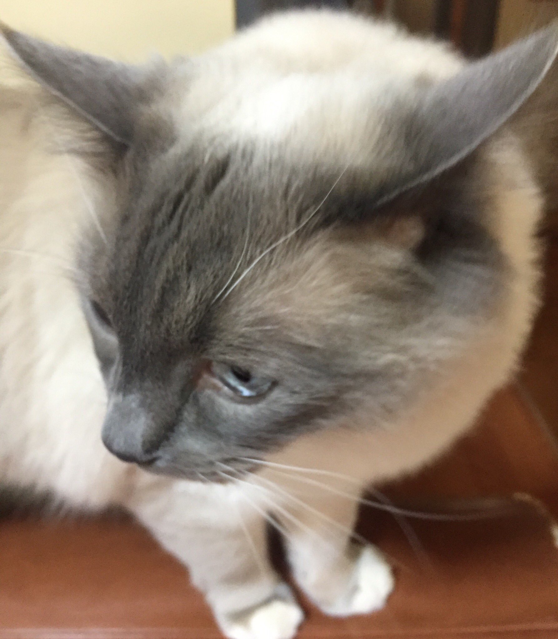 ラグドール令和 恋人はラグだけさ 詠子 感動 私がちゅーるを食べちゃうふりを したら ラグは見ないようにして 私にちゅーるくれた あんなに好きなちゅーるを あと 大好きな食べれる 猫じゃらしも 私が食べるふりをしたら 見ないようにして