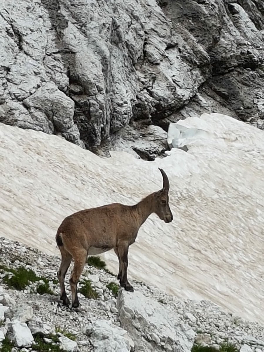 caifvg's tweet photo. Sempre appagante una salita allo #JofFuart (2666 m), come ci raccontano gli scatti del #CAI #Codroipo, domenica scorsa sul massiccio delle #AlpiGiulie #fvg #ferrata https://t.co/krzstHmzG4