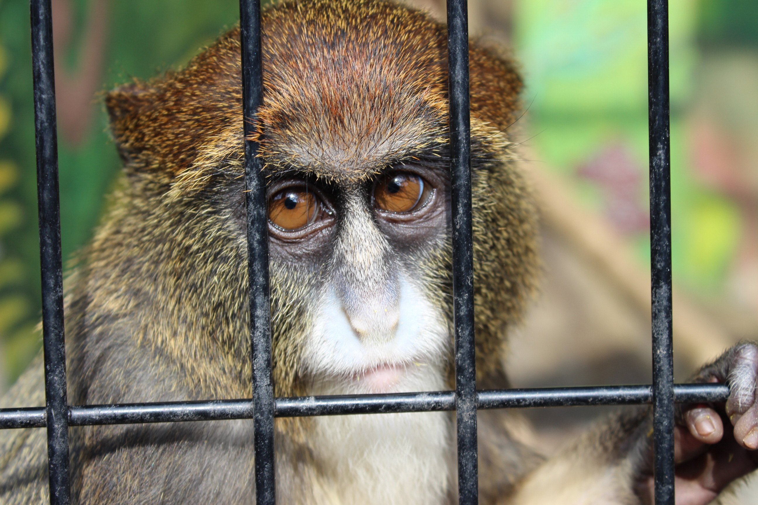 静岡市立日本平動物園 18 7 19 ブラッザグエノンの飼育日誌 を更新しました ポッケ ユッシー に威嚇されて縮こまる ユッケ もポッケと一緒にいて一緒に縮こまる 日本平動物園 ブラッザグエノン Nihondairazoo T Co