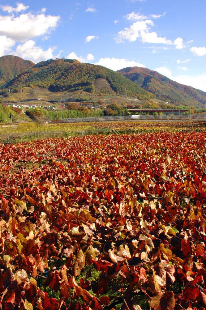 山梨県 甲州市観光協会 山梨県の峡東地域 甲州市 笛吹市 山梨市 のぶどう畑の景観の歴史やその魅力を語ったストーリー 葡萄畑が織りなす風景 が日本遺産に認定されました 見渡す限り葡萄畑が広がり 四季折々に色彩を変える棚栽培の葡萄畑 一見の 山梨県 甲州市観光協会 山梨県の峡東地域 甲州市 笛吹市 山梨市 のぶどう畑の景観の歴史やその魅力を語ったストーリー 葡萄畑が織りなす風景 が日本遺産に認定されました 見渡す限り葡萄畑が広がり 四季折々に色彩を変える棚栽培の葡萄畑 一見の