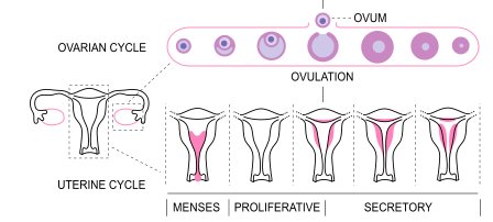 You need to read this if the Natural Cycles ad pops up on your social media (or even if it doesn't) ow.ly/SPKW30l42sY <a href="/amy_hough1/">Amy Hough</a>, <a href="/MaggieBryce/">Maggie Bryce</a>, <a href="/SimonForrest1/">Simon Forrest</a> #menstruation #periods