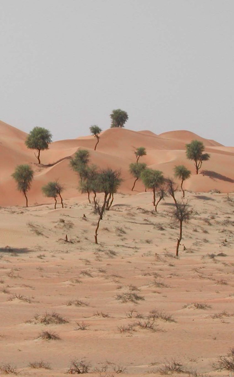 EADTweets's tweet photo. #DidYouKnow that 436 types of native plant species exist in #AbuDhabi Emirate? 432 terrestrial plant species and 4 marine plant species. Some of the key species we monitor are the Ghaf trees, Caralluma and Mangroves.
#InAbuDhabi #EnvAgencyAD #UAE #Environment #MyAbuDhabi https://t.co/2CD70v4IS5