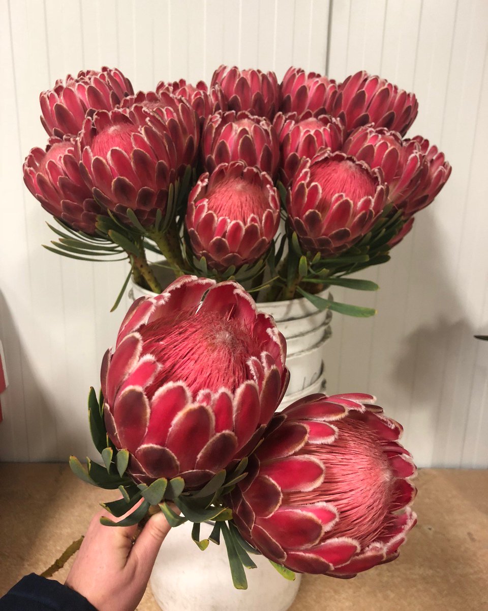 #Protea #venus in supply! Lovely bright colour and good quality! In 40-60cm and 60-80cm options #redprotea #newzealandbloom #buybloom #webshop