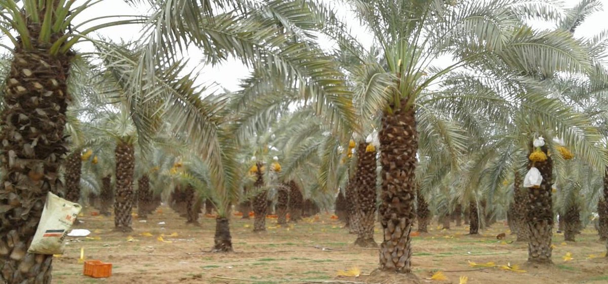 danielocarmon's tweet image. The #IIAP @MASHAVisrael #MIDH DATES  #CenterofExcellence in #Bhuj, #Gujarat inaugurated by @PMOIndia @narendramodi &amp;amp; @IsraeliPM @netanyahu last January hosted this week an Israeli #Agricultural expert -Haim Oren who covered various disciplines of date growing including #PHM