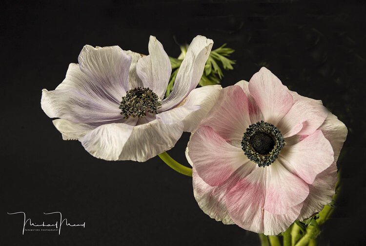ParametersPhoto tweet picture