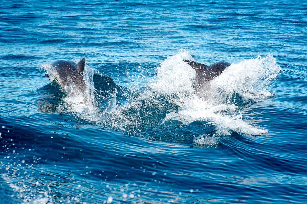 cptbucketlist's tweet photo. Our clients had THE BEST surprise on one of our trips a while ago 😎 Truly #beautiful 👌🏻 #blessed #dolphin #dolphinsofinstagram #capetownbucketlist #seasnorkeling #snorkelwithseals #sealadventures #oceanlife #marinebig5 #adventure 
“Because life is an adventure” https://t.co/lgsikeDAMt
