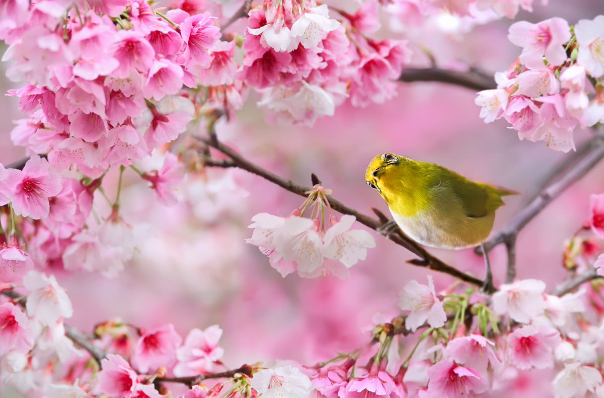 Happiness is a choice, not a result.
Nothing will make you happy until you choose to be happy.
No person will make you happy unless you decide to be happy.
Your happiness will not come to you.
It can only come from you.

Ralph Marston
Pic Sue Hsu