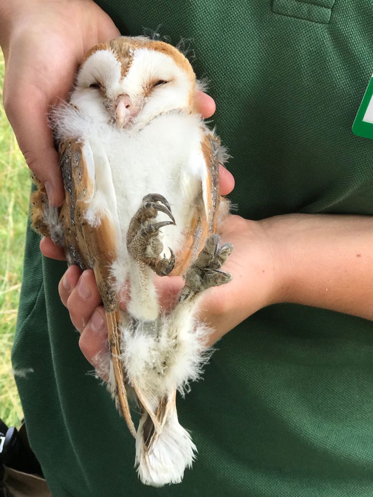 Uzivatel Dyrham Park Na Twitteru We Ve Identified Three Barn Owl