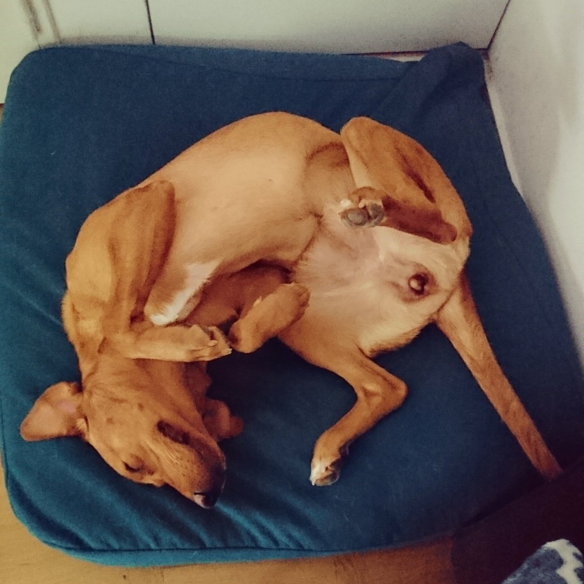 FuturChienGuide's tweet photo. On reste au frais aujourd'hui, la miss n'a pas l'air de s'en plaindre sur son coussin @Clebard_Concept 😂

#chienguide #chiensguides #chiensguidesparis #chienguidedaveugle #elevechienguide #clebardconcept #futurchienguide #guidedog #guidedogs #labrador #NollieChienGuide https://t.co/lc5xnV5TIw