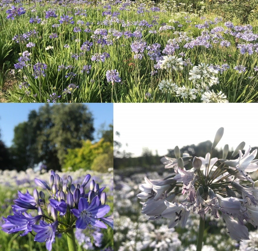 Don't forget we are supporting Norfolk Day this Friday 11-4 with <a href="/BBCNorfolk/">BBC Norfolk</a> Richard Hobbs tours of our #agapanthus! Enjoy whatever you do! #Norfolk
