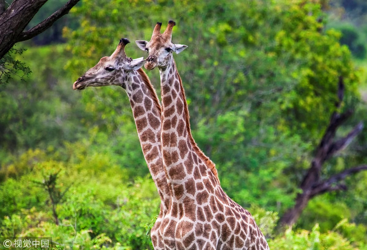 An illusion of a giraffe with \, image size:1200x817
