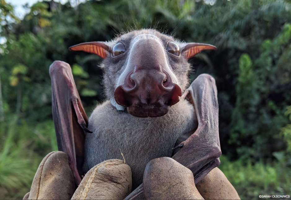juliellarsen (@julie_l_larsen) on Twitter photo #WCSWildView Hammer-headed Bat Ambassador - see and hear this bat: bit.ly/2NJAU5J <a href="/TheWCS/">WCS</a> <a href="/wcs_congo/">WCS Congo</a> #bats #CoolAnimals #Mammals #AmazingAnimals A fantastic photo and post by <a href="/soriding/">Sarah Olson</a> <a href="/Cornell/">Cornell University</a> #WCSWildView Hammer-headed Bat Ambassador - see and hear this bat: bit.ly/2NJAU5J <a href="/TheWCS/">WCS</a> <a href="/wcs_congo/">WCS Congo</a> #bats #CoolAnimals #Mammals #AmazingAnimals A fantastic photo and post by <a href="/soriding/">Sarah Olson</a> <a href="/Cornell/">Cornell University</a>