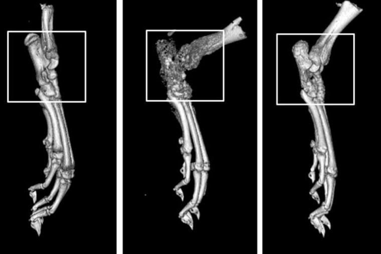 GlobalRheumato's tweet photo. Scientists have designed a new drug compound suggesting possible future uses against autoimmune disorders such as #rheumatoidarthritis. https://t.co/qHMgCm8fmX https://t.co/ISib4Jlwkv