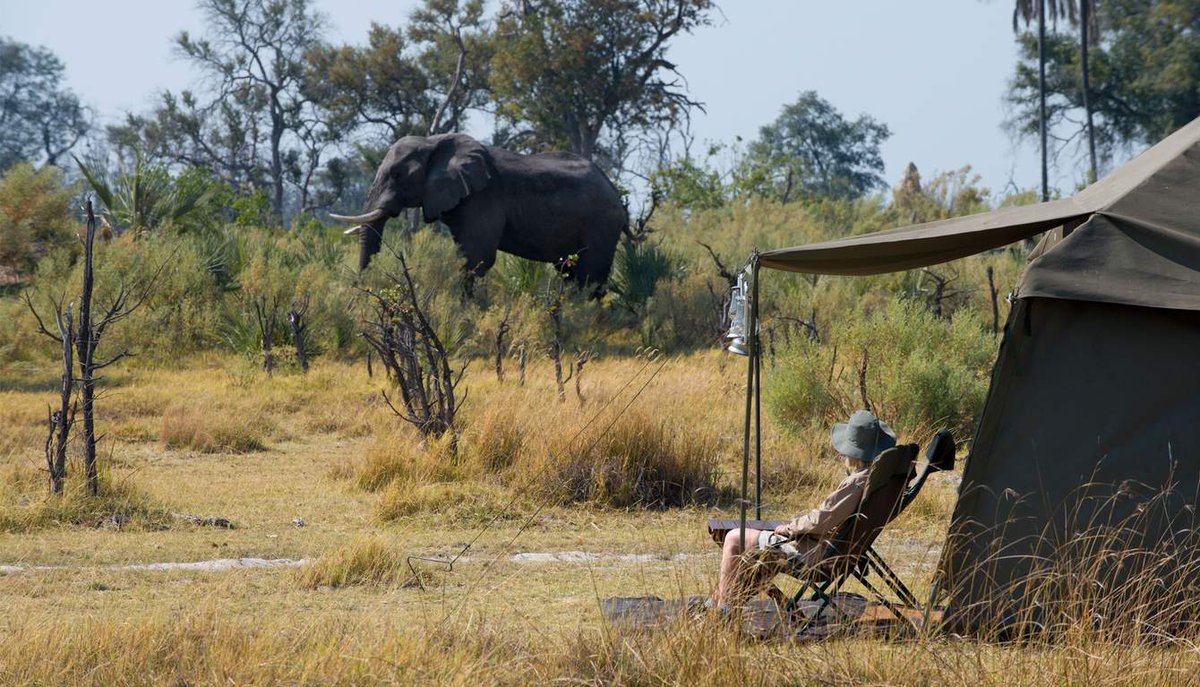 BWGovernment's tweet photo. ONLY IN BOTSWANA |#ExperienceBotswana, where paradise is found. This and many more awaits your Botswana Safari 🇧🇼

📸via https://t.co/i1KfpFmyAU https://t.co/mPW4WAxsy2