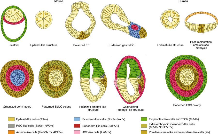 A timely review from Shahbazi &amp; Zernicka-Goetz on the post-implantation mammalian embryo and how innovative technologies have helped to shape it go.nature.com/2uNCMmQ
