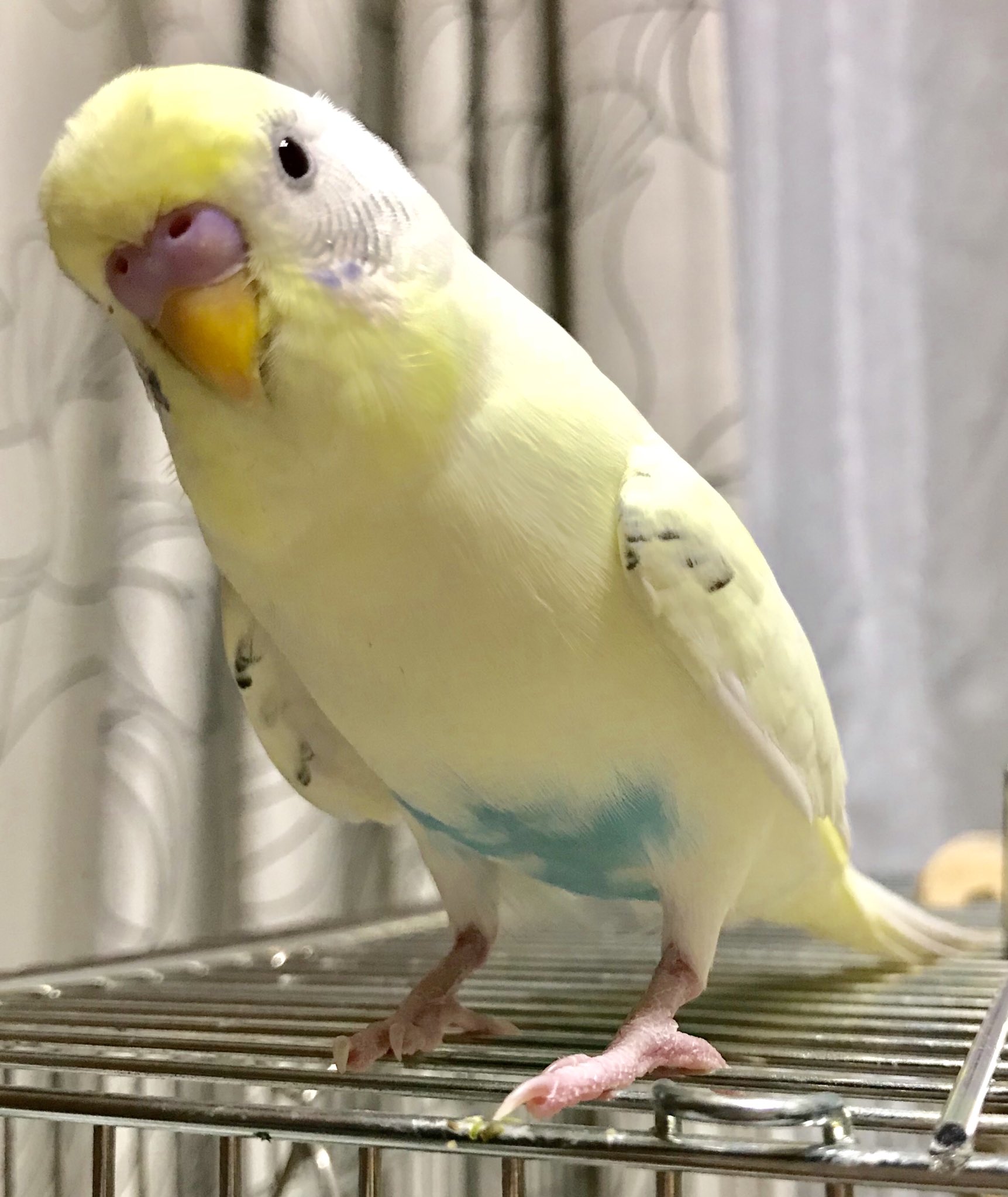 まつ湯 色を加工してないしろさん しろさんはセキセイインコの4色ハルクインというカラーみたい ちょっぴりレアらしい T Co Azzze7ekzh Twitter