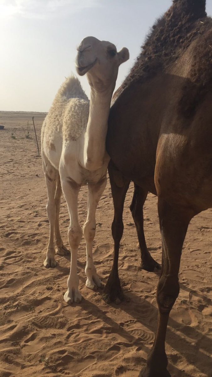 vib_507_'s tweet image. قعود كفو 
ابوه /الباتلي بعير حمد الحيسوني
الرقم/0538536006