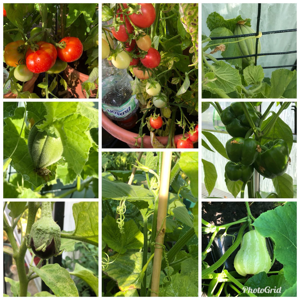 BagshotInfant's tweet photo. We also have an abundance of tomatoes and peppers growing in the very hot greenhouse! Most excitingly though we have melons, aubergine, butternut squash and....tromboncino, just😊 https://t.co/TZHDWAjKiE