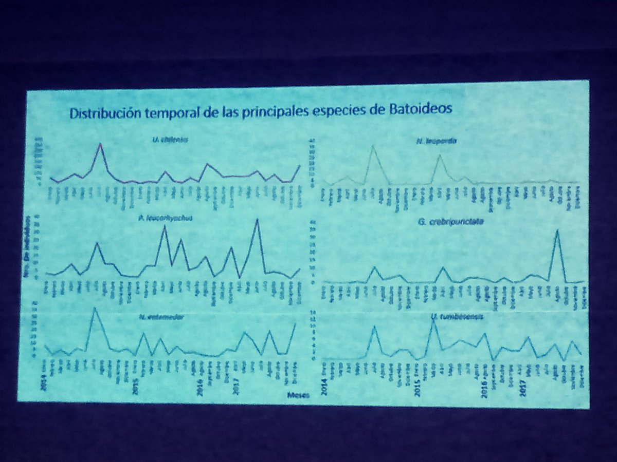Pcasbri's tweet photo. Batoideos #Rays en la pesca incidental en desembarques de #Manta #Ecuador - sexo, talla y estacionalidad! Tamara Pinargote - grupo #SHAREP 
#brillante presentación @UleamEcuador 
 #CMAR2018 @CMar2018 
#sharkweek #fishes https://t.co/BQsn5R1UJl