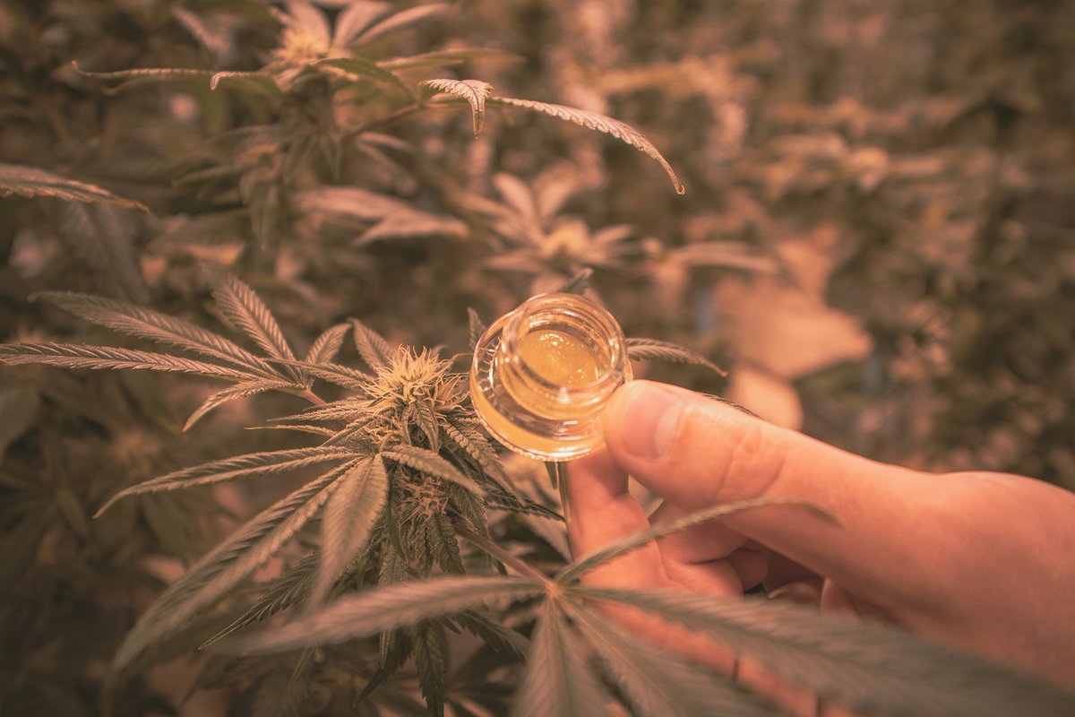 Pando Denver tweet media