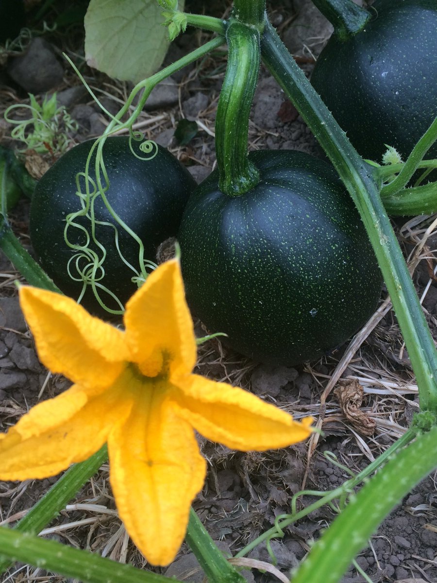 #gemsquash ripening beautifully in the sun, on sale <a href="/SalisburyCC/">SalisburyCityCouncil</a> market <a href="/kensonsfarm/">Hugh Collins</a> shop and mail order <a href="/findlocalfood/">BigBarn</a> MID AUGUST 😊