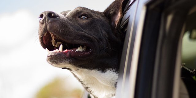 CoriDVM's tweet photo. 6 Tips for Driving with Pets on Summer Vacation - Pet Food Institute https://t.co/qiW9ls4hZi #PurinaVetPro https://t.co/ysFbrrEgEK