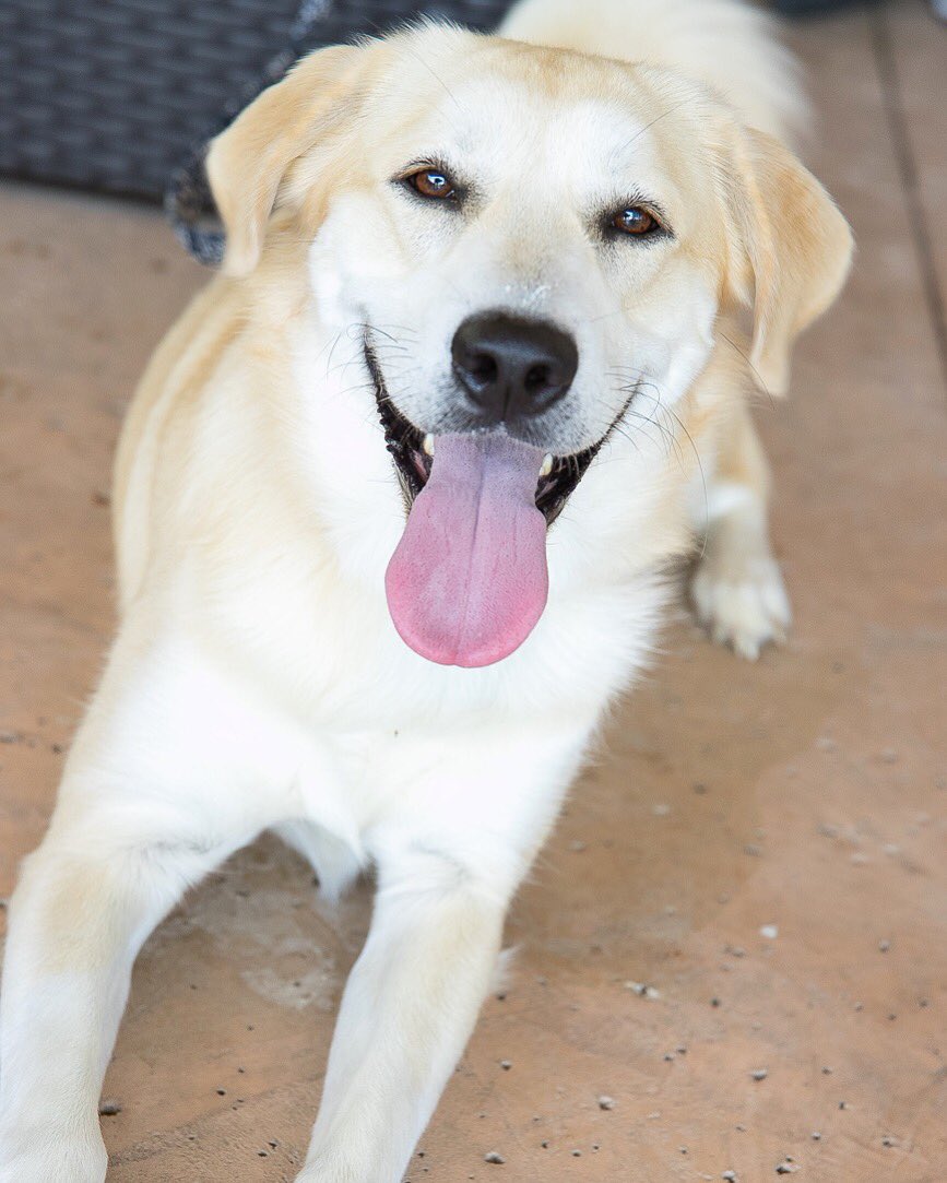 The face when you find out #WagDownWednesday is back! 😎 Bring your pup out for a Bark-iato, a sugar free whipped cream, and a homemade dog treat from 5 to 7pm today + sip on half priced teas and lemonade  while you chill with your pup on our awesome patio! 🐕