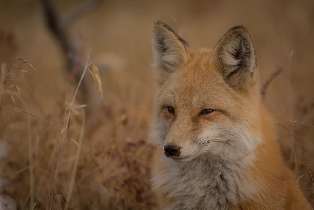foxandfinchapts's tweet photo. The cure for boredom is curiosity, but there is no cure for curiosity!  
#fox #foxandfinch #foxandfinchapt #inspo #inspiration #humpday https://t.co/Xxm6wUWQLZ