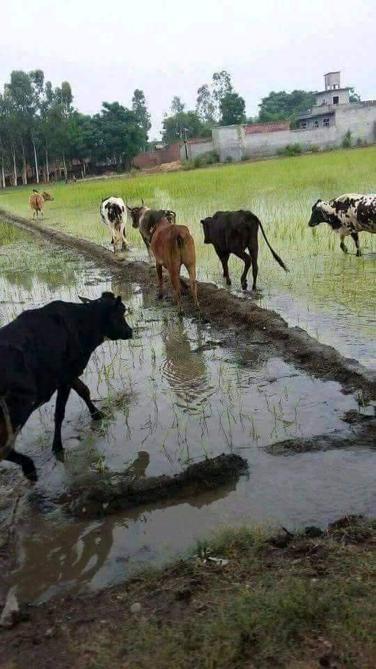 धान लगने के बाद खेतो का औचक निरीक्षण करते  कृषि वैज्ञानिक👇👇👇 @DeepakSinghINC @rajesht_cards @DrKumarVishwas @devanshIYC @Meenakshi588 @pramodtiwari70 @priyankac19 @AkhileshPSingh @aajtak @RahulGandhi